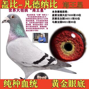 高级信鸽一对公一母詹森500公里成绩鸽血统鸽种鸽子幼鸽公棚冠军