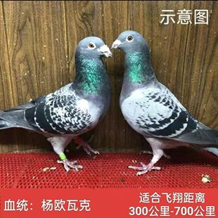 幼鸽国血吴淞李鸟信鸽一对名鸽信鸽国血李鸟信鸽杨欧瓦克血统鸽