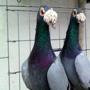 观赏鸽 黑大鼻子鸽 白大鼻子鸽 瓦灰色大鼻子鸽观赏鸽子鸽子活体