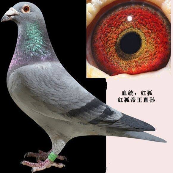 【石板】詹森信鸽种鸽成绩鸽詹森血统鸽活物一对包邮正品