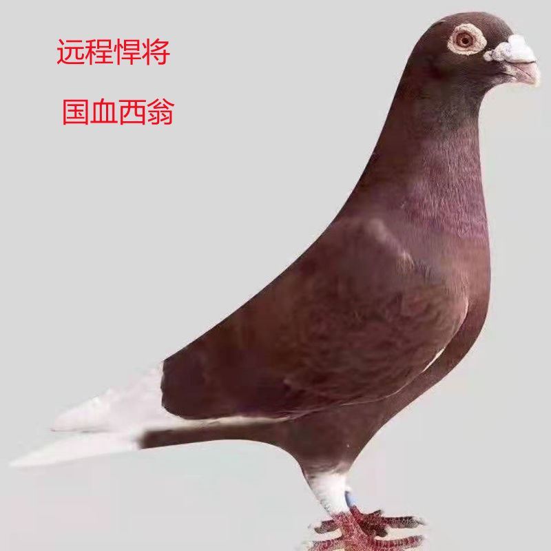 【国血红西翁】血统信鸽赛鸽家飞鸽红色西翁活物公母一对种鸽活体