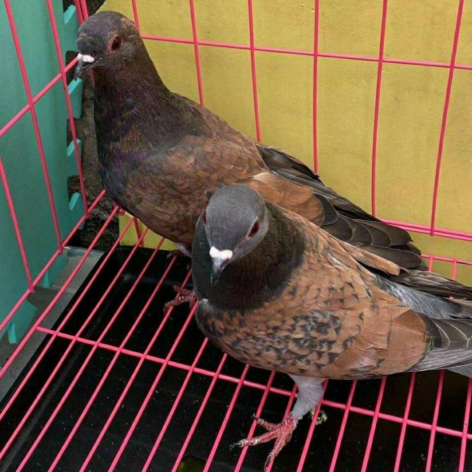 冠军鸽子活物活体凤头四川高飞铜麻鱼鳞眉山种鸽血统纯正散笼养