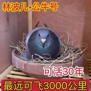 林波尔公牛号血统赛鸽可飞3000公里信鸽种鸽幼鸽公母一对活的便宜