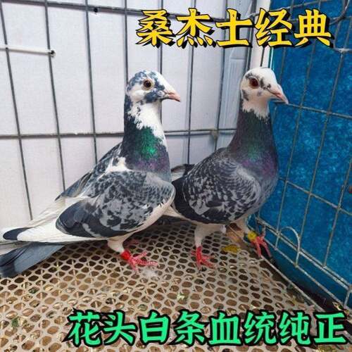 活体花头绩桑杰士原配赛一对成鸽信鸽公棚血统幼鸽种鸽白条