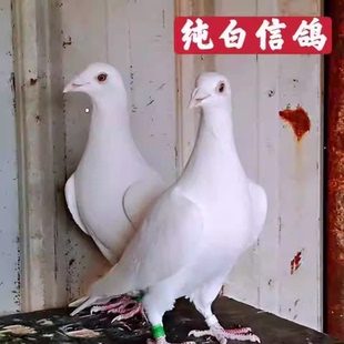 锡坤白鸽子砂眼白信鸽种鸽一对纯白信鸽比赛鸽子村松白鸽血统鸽子