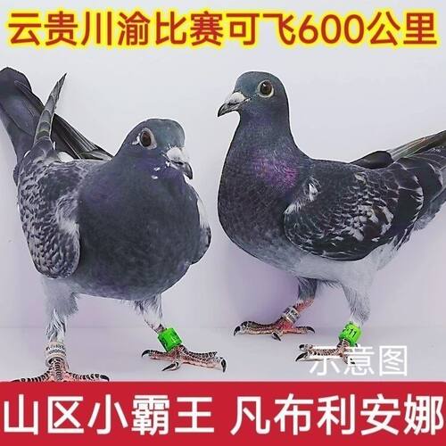 血统赛鸽活的鸽子山区小霸王凡布利安娜子信鸽600公里公母正品