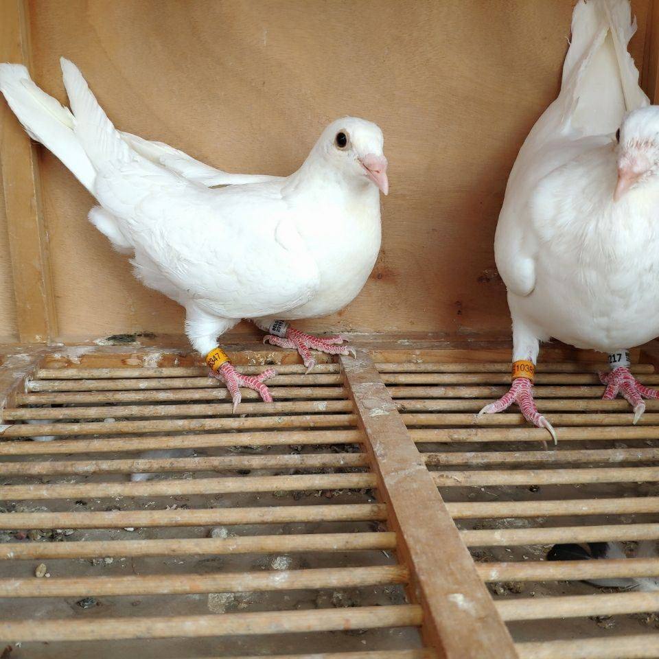 信鸽白鸽子观赏鸽赛鸽活体血统鸽纯白村松白锡坤白家飞白色鸽比赛