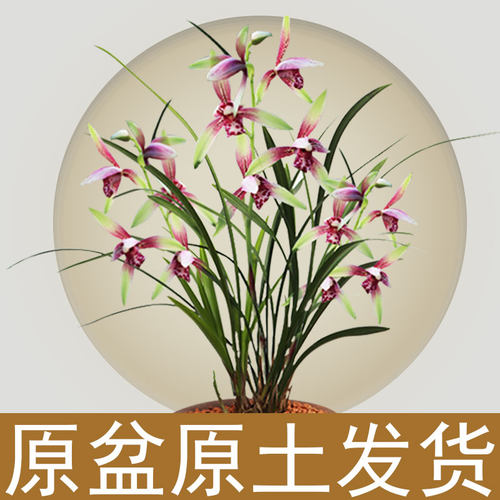 建兰铭品客厅逸虹双娇四季花卉