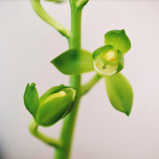 墨兰 宏远素荷（10月—2月带花苞） 矮种浓香型好养绿植