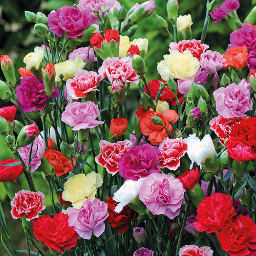 All-Season Carnation Seeds for Balcony Garden