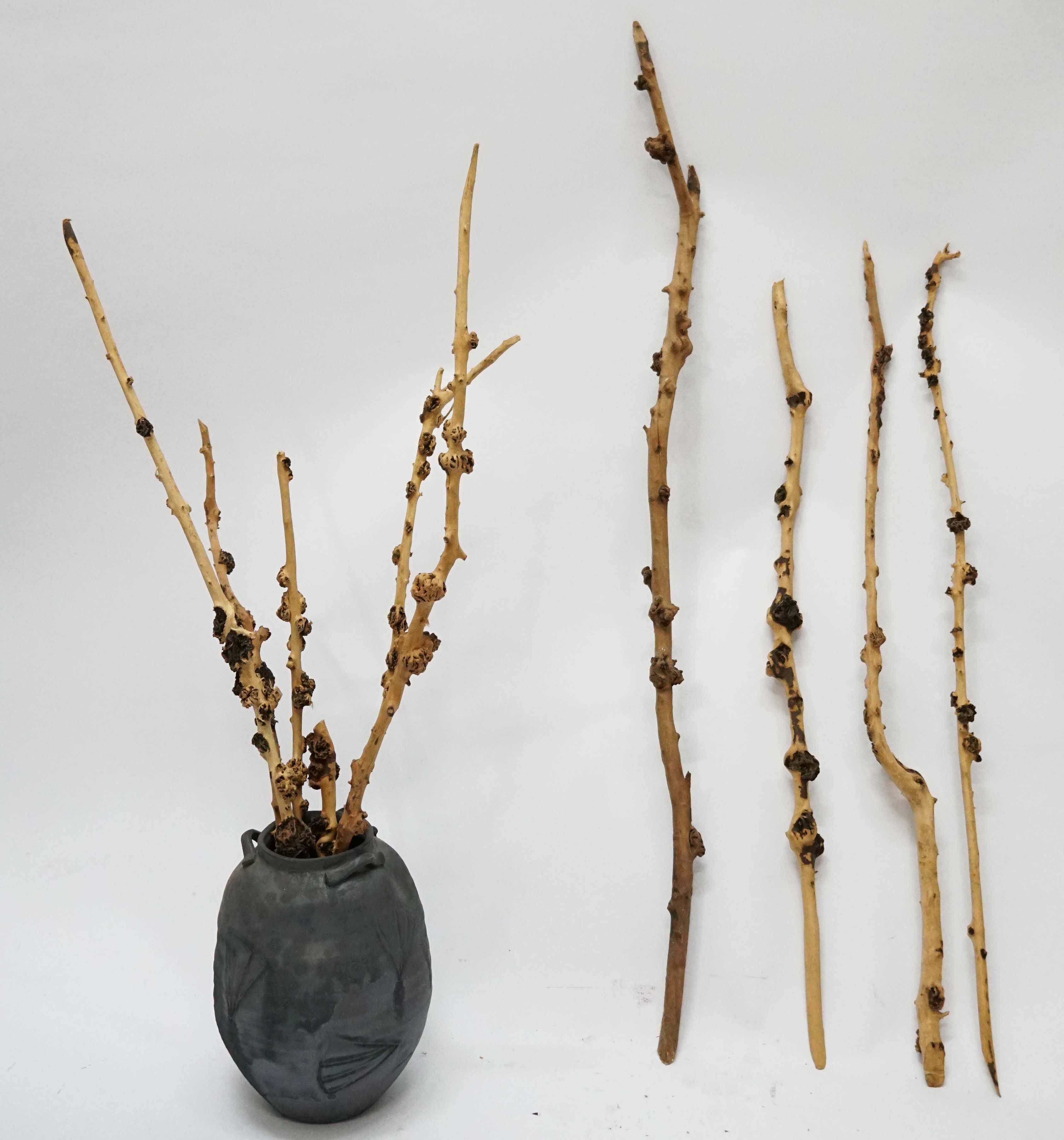 石榴枝石榴木干树枝枯枝客厅枯树枝造形造景装饰干枝花瓶插花树枝