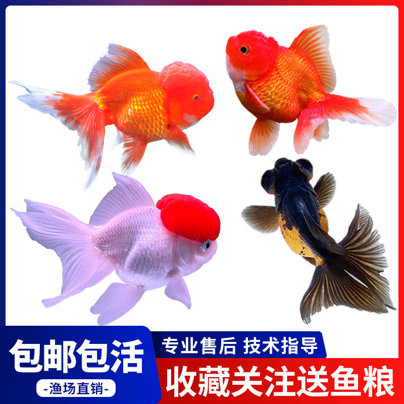 金鱼活鱼观赏鱼锦鲤淡水冷水小型鱼