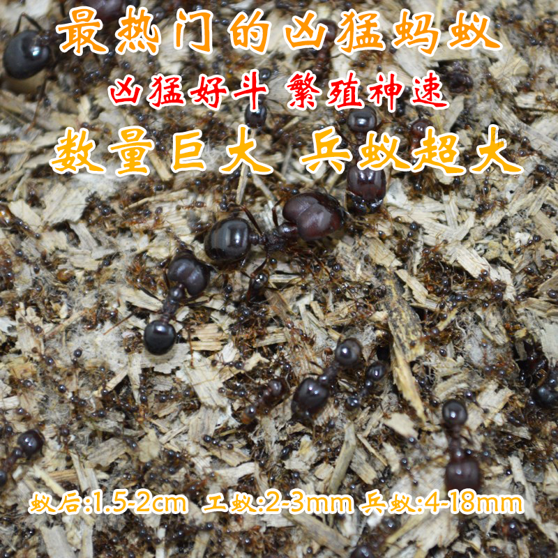 冲钻 全异巨首蚁 Pheidologeton 宠物蚂蚁 工坊活体宠物科普|msdalam kategori haiwan peliharaan/makanan haiwan dan bekalan, Reptilia/Serangga dan bekalan Ming, semut - dari Buy2taobao.com untuk memberikan perkhidmatan ejen Taobao profesional membeli