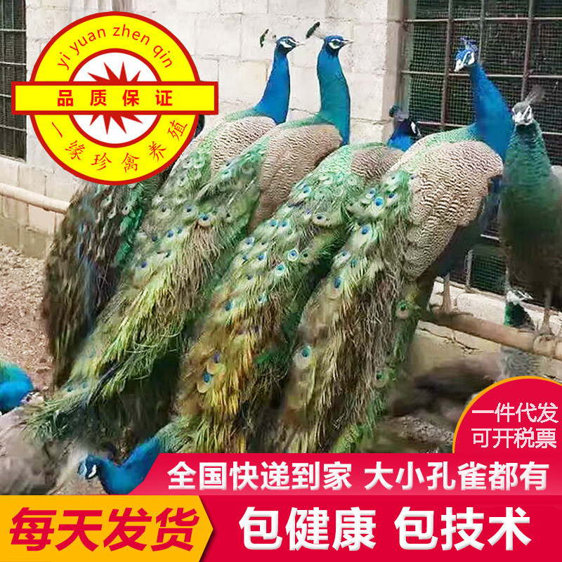 蓝孔雀活体宠物观赏鸟全国快递