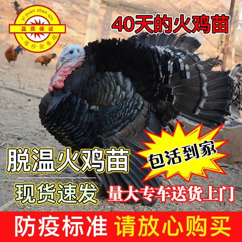 脱温火鸡苗活体尼古拉 火鸡半大鸡活体 青铜火鸡公母火鸡活体包邮