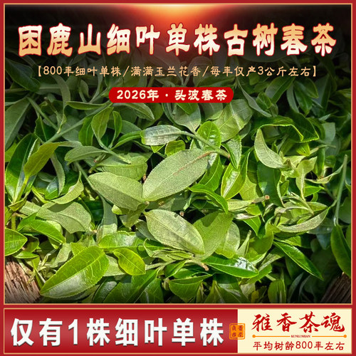 【2026细叶单株】困鹿山800年玉兰花香冰岛甜细叶单株古树头春茶 - 封面