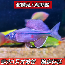 稀有原生鱼 大帆彩副鱊 小型淡水观赏鱼 溪流鱼 冷水鱼鳑鲏鱼活体