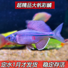 稀有原生鱼 大帆彩副鱊 小型淡水观赏鱼 溪流鱼 冷水鱼鳑鲏鱼活体