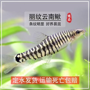 云南丽纹鳅 群游冷水清道夫除藻工具鱼清洁吃垃圾 小型冷水原生鱼