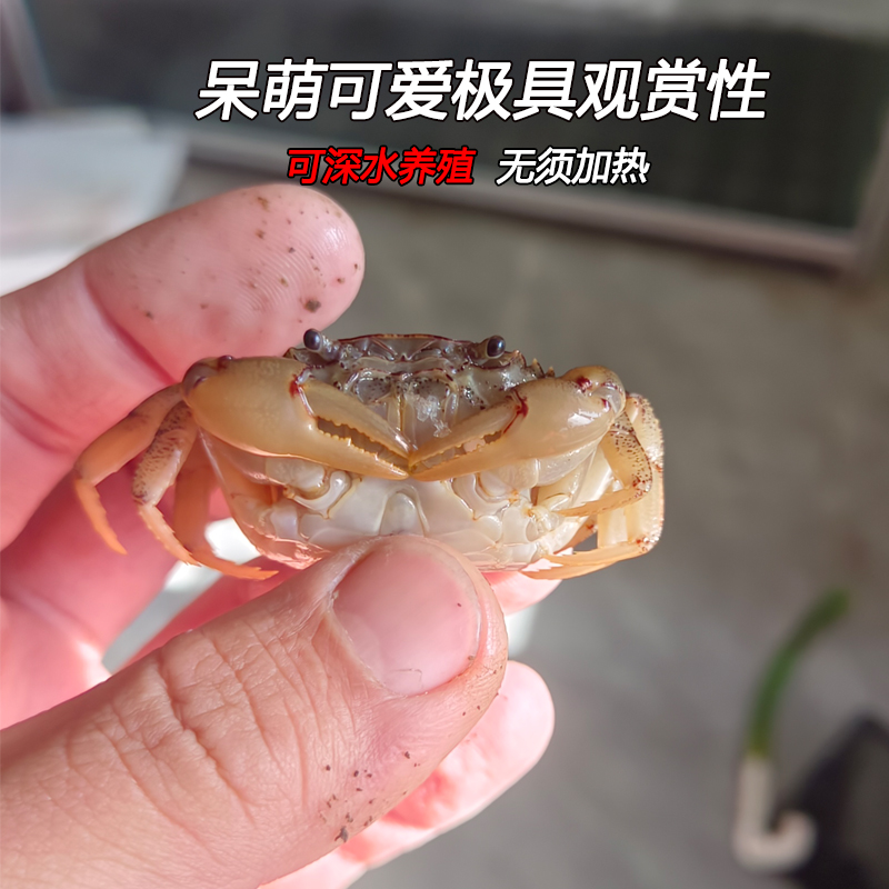 观赏蟹深水蟹淡水螃蟹