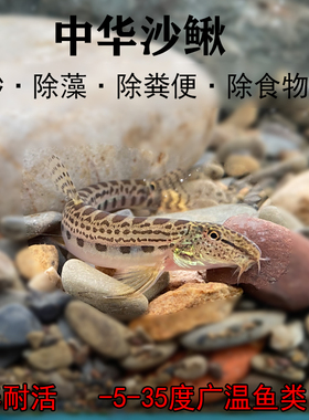 冷水清道夫 中华花鳅 原生鱼 清洁鱼 冷水鱼 洗沙器翻砂 清理鱼便