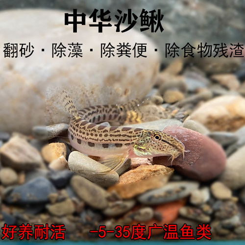 中华花鳅公母沙鳅淡水翻砂清洁鱼