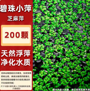 水族小叶芝麻浮萍水草鱼缸净化水质造景养龟绿植耐阴易活不挑光