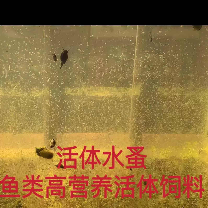 小型水蚤活体活苗蹦蹦虫观赏鱼食繁殖鱼食饲料鱼苗开口活食可繁殖图片