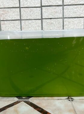 绿水小球藻藻种可扩培小球藻鱼苗饲料开口肥水养龟养鱼养水蚤