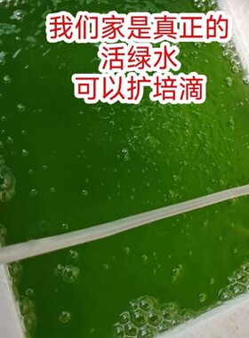 小球藻藻种浓缩养鱼绿水家中养龟扩培培养鱼养水藻鱼苗饲料开口