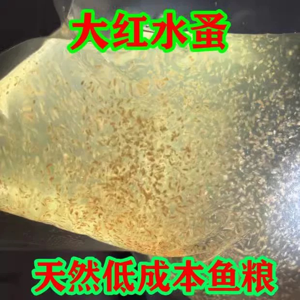 水蚤活体鱼虫蹦蹦虫水蚤活鱼虫可繁殖鱼苗开口活鱼虫大红大圆水蚤