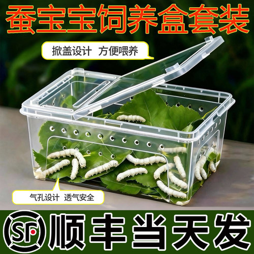【顺丰当天发】蚕宝宝学生养蚕套装专用饲养盒工具箱幼虫新鲜桑叶