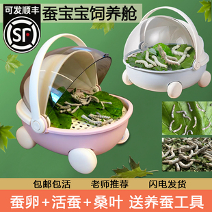 蚕宝宝学生养蚕套装活体蚕卵春蚕籽活物幼蚕观察饲养盒箱新鲜桑叶