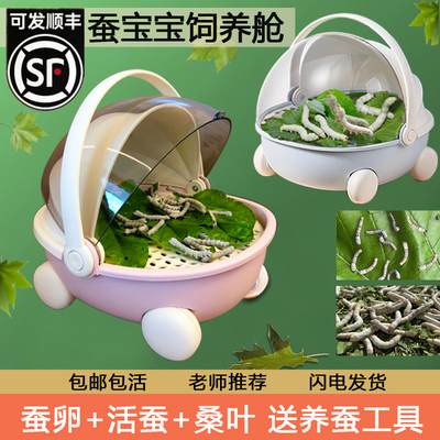 蚕宝宝活体学生养蚕套装饲养盒