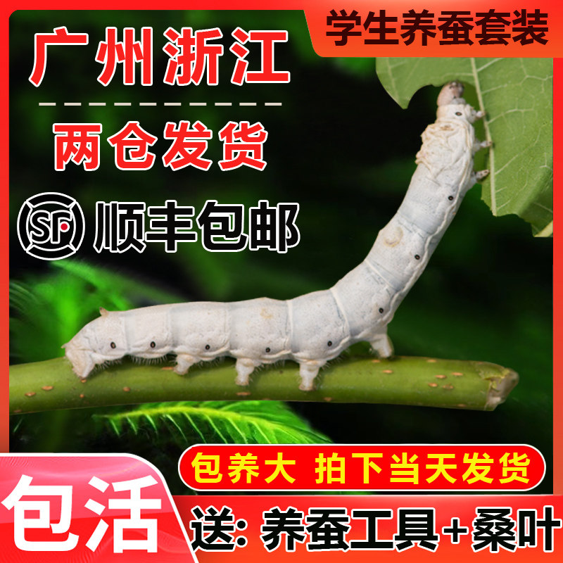 蚕宝宝活体蚕卵蚕籽学生养蚕套装春蚕蚕种活物幼蚕1234龄新鲜桑叶_虎窝淘