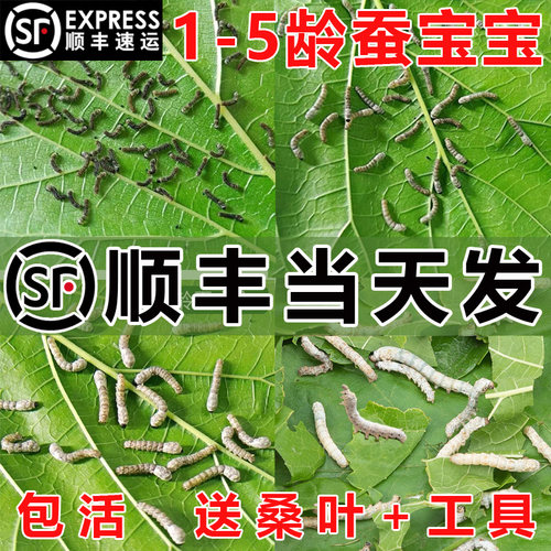 【顺丰当天发】蚕宝宝活体幼虫蚕卵儿童学生养蚕套装小蚕新鲜桑叶