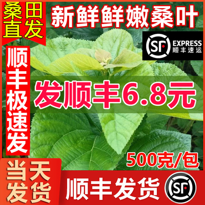 【顺丰包邮】新鲜桑叶蚕宝宝桑叶