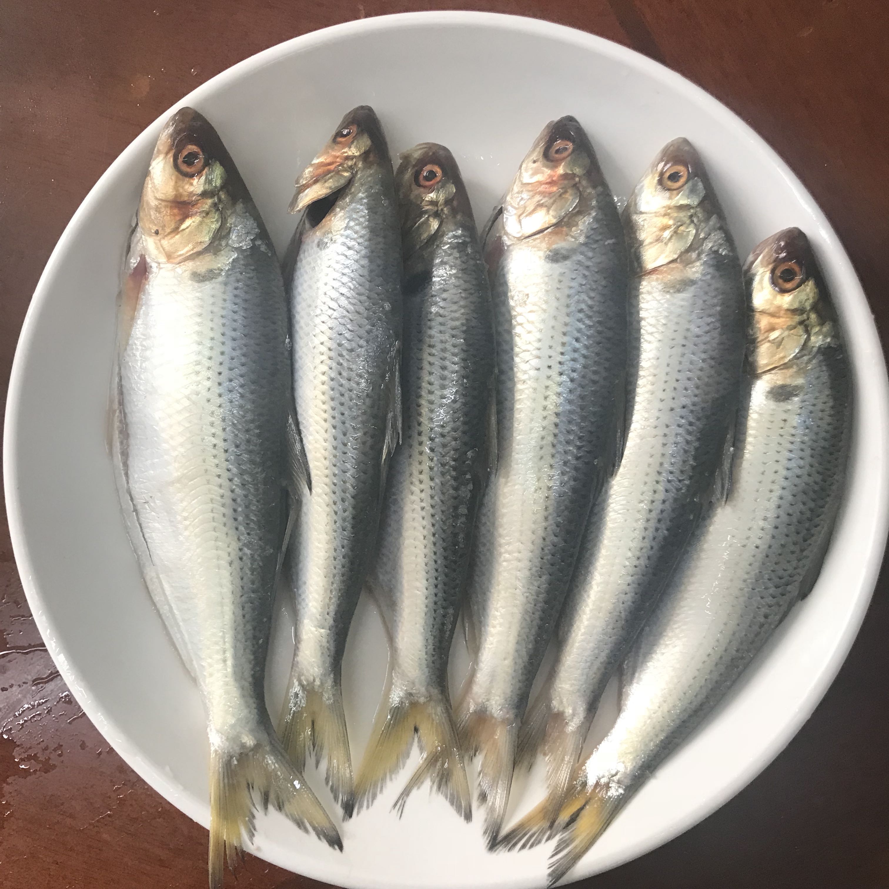 红毛鱼海鲜江苏省南通市如东县本港地方特产鲜美肉嫩多软刺赛刀鱼