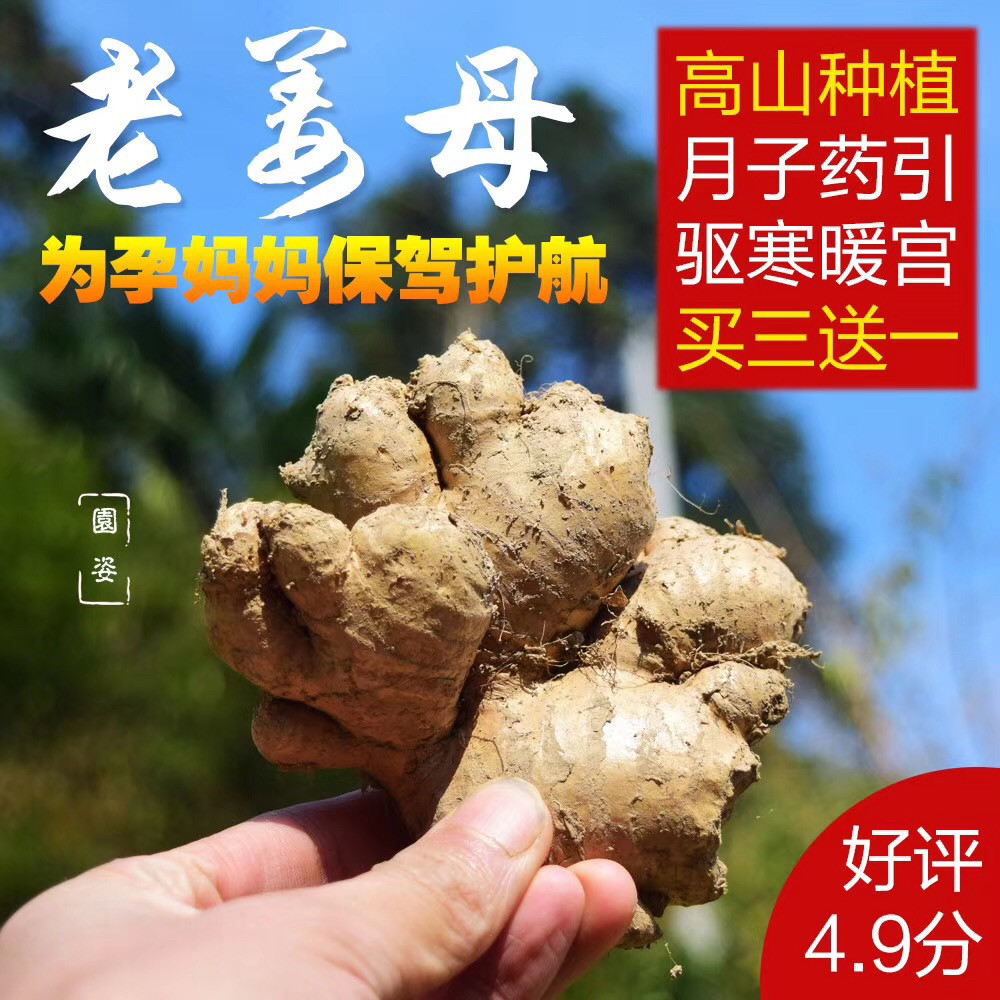 缙云高山老姜新鲜生姜老姜土姜月子姜农家自种大黄姜生姜种子姜苗