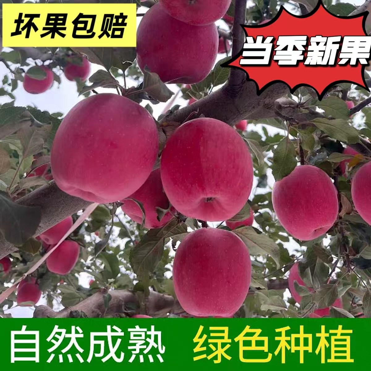 天水秦安红富士苹果当季新鲜水果脆甜冰糖心产地现摘现发整箱包邮,水产肉类/新鲜蔬果/熟食,苹果,淘宝优惠券,粉丝福利购,淘宝优惠卷