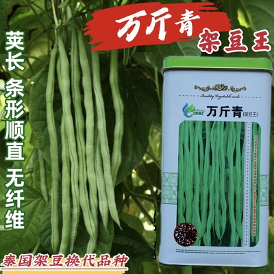 改良万斤青架豆王种子升级泰国无筋豆角种籽抗病强四季架豆种子