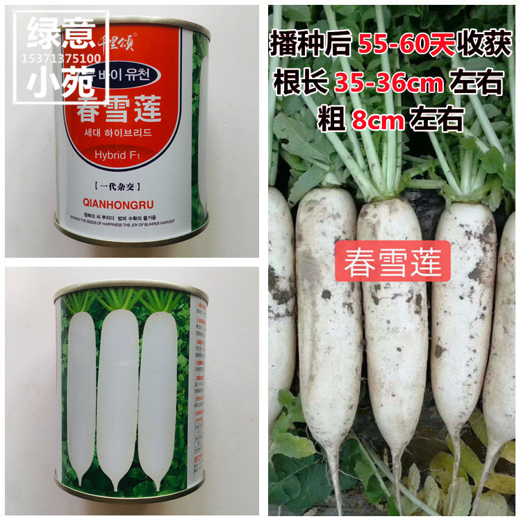千里颂春雪莲白萝卜种子一代杂交早熟春秋大白萝卜种孑籽种基地种