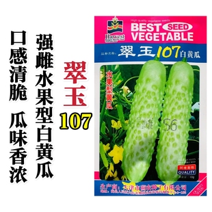 翠玉107白黄瓜种子强雌型水果白黄瓜种子口感清脆瓜味香浓春秋季