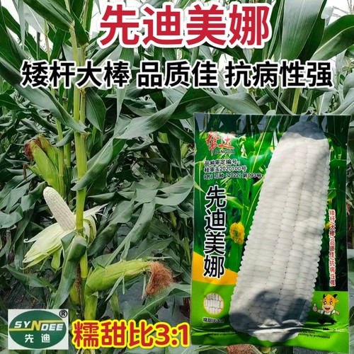 先迪美娜玉米种子白甜糯玉米高产春秋季早熟矮杆甜加白糯玉米种籽