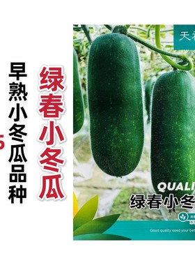 早绿小冬瓜种子绿春小冬瓜种子青绿迷你毛瓜东瓜种籽四季蔬菜种子