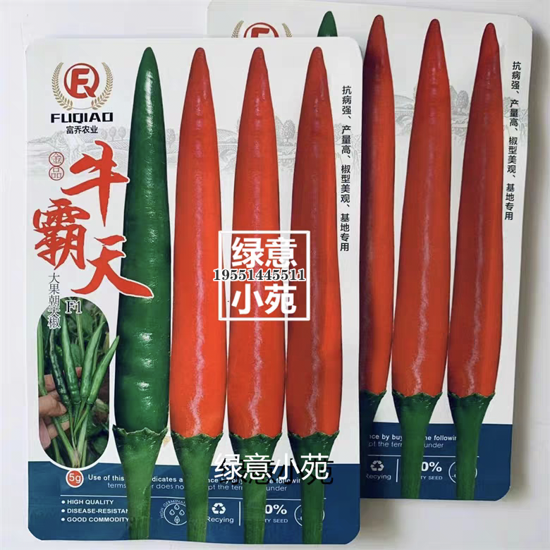 广西热销大果型朝天椒种子 牛霸天朝天椒种籽 椒硬高产收购商喜爱
