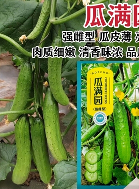 渤丰瓜满园水果黄瓜种子春秋季高产早熟旱黄瓜种籽清香味浓结瓜多