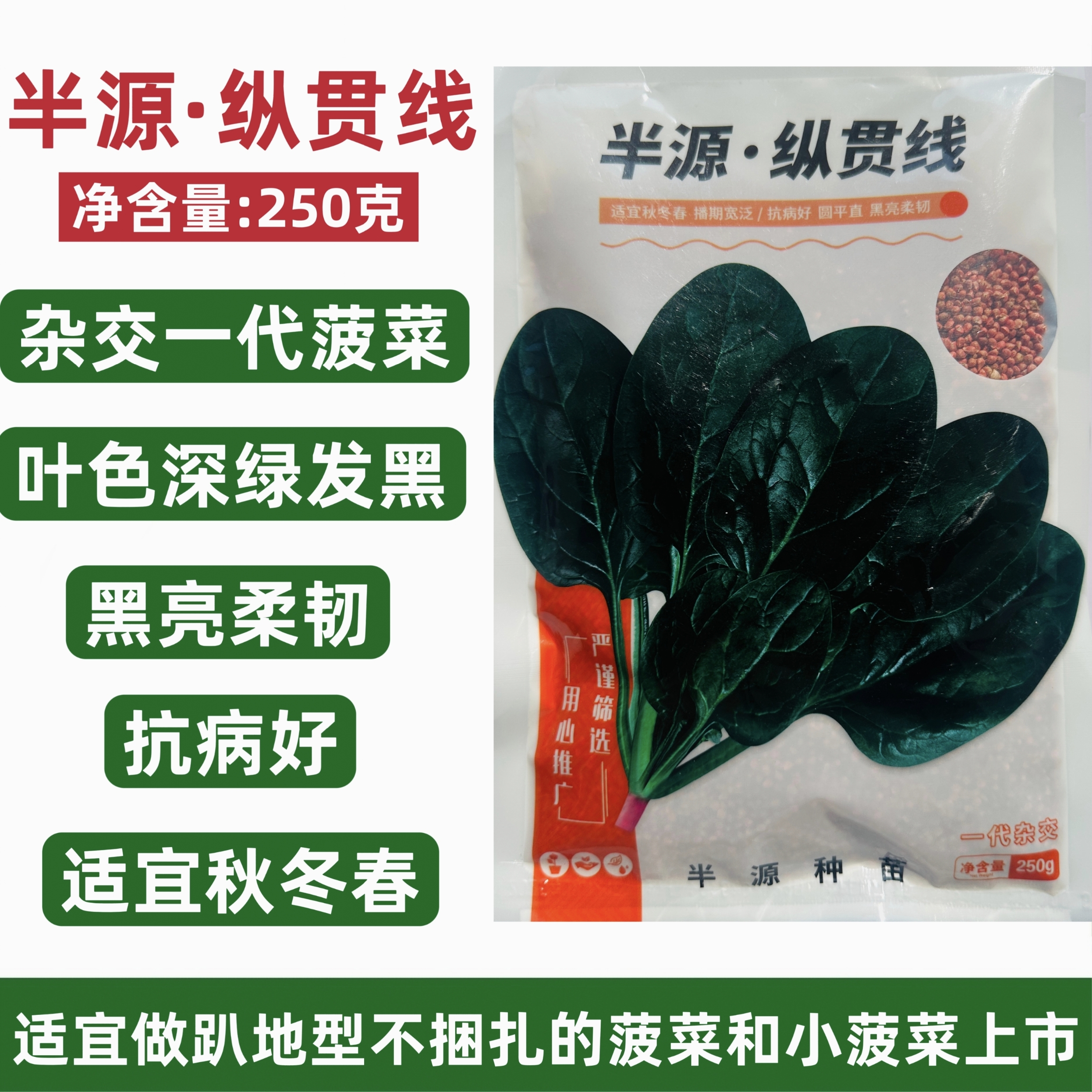 半源纵贯线菠菜种子秋冬春耐寒越冬菠菜种子抗病好黑亮柔韧小菠菜