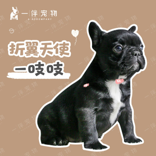 一伴法斗黑色虎斑纯种家养