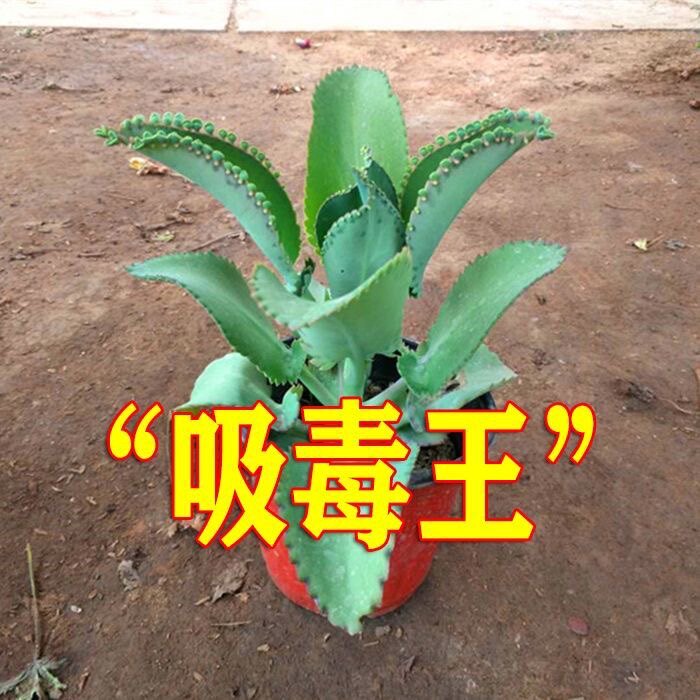 落地生根新款不死鸟多肉植物七彩公主大叶落地生根防辐射迷你植物